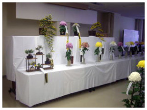 菊花展の展示された菊を撮影した写真