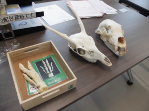 骨格標本を撮影した写真
