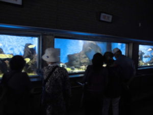 水族館で水槽を見て回る写真