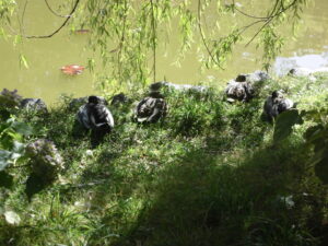 池の畔で休んでいる鴨を撮影した写真