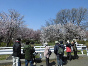 福住小川公園で桜の花を見学している様子を撮影した写真